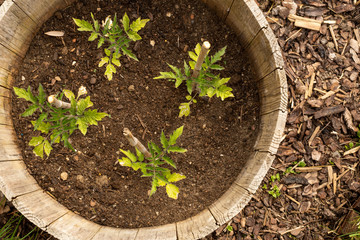 Tomato trees without its fetus in early spring
