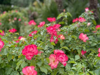 Fiori colorati in una villa romana