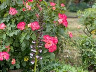 Fiori colorati in una villa romana