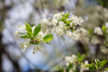 цветущая вишня,blooming cherry,