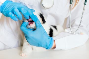 puppy at a small animal clinic having his teeth checked