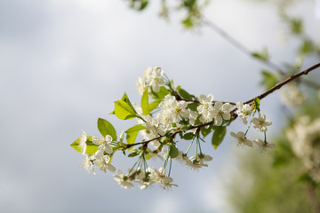 цветущая вишня,blooming cherry,