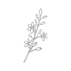 Avocado flowers. Botanical illustrations in the engraving style. Collection of hand-drawn flowers and plants. Vector hand drawn.  Tropical plant