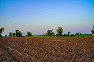 agriculture field ready for new planting season, water drip irrigation