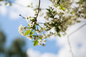 цветущая вишня,blooming cherry,