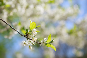 цветущая вишня,blooming cherry,