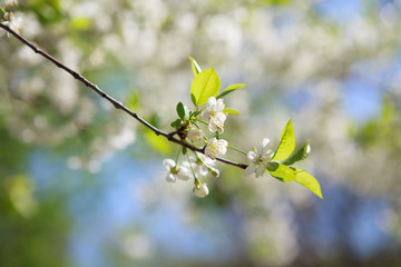 цветущая вишня,blooming cherry,