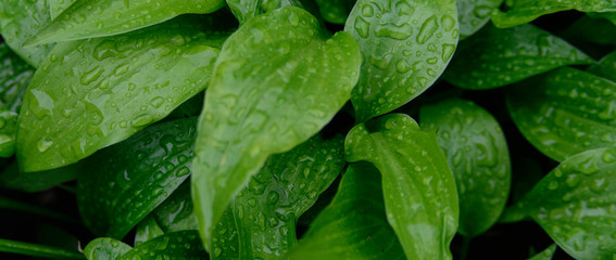 Fototapeta premium fresh green after a rain, Hosta background