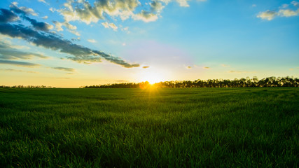 Obraz na płótnie Canvas Beautiful sunset over a green wheat field