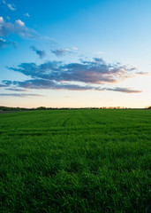Fototapeta na wymiar Beautiful sunset over a green wheat field