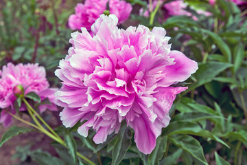 Peony flower