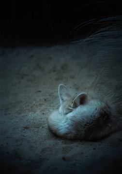 Fennec fox sleeping in the dark desert