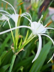 The Natal lily in the garden