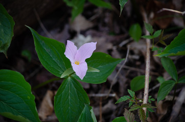 Pink Trillium