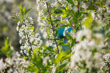 цветущая вишня,blooming cherry,
