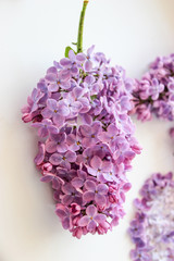 Lilac twigs on the background