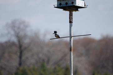 KingFisher on post