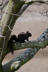 squirrel on tree