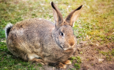 Naklejka na ściany i meble Cute furry rabbit sitting in the grass