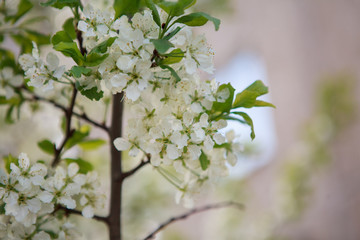 цветущая вишня,blooming cherry,