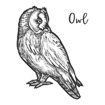 Hand drawn vector burrowing owl or bird sketch