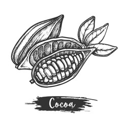 Sketch illustration of cocoa fruit or cacao pod