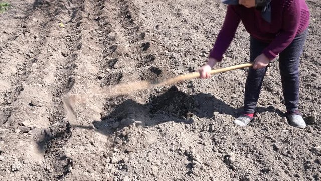 Shoveling the soil for planting potates in the trench. Seasonal work on the organic farm.