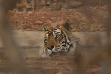 tiger in the water