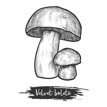 Sketch vector illustration or icon of mushroom