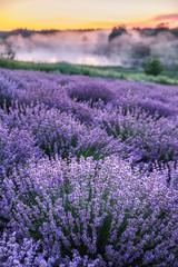 Fototapeta na wymiar Colorful flowering lavandula or lavender field in the dawn light.