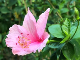 Fototapeta premium pink rose flower