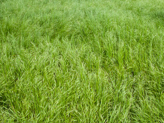 dense green grass in the spring meadow