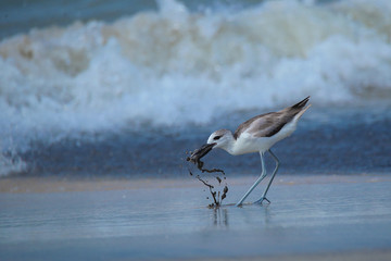 a crab plover catching a crab from a hole in sea shore