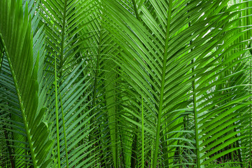Naklejka na ściany i meble Tropical jungle palm leaf ,Palm branch. Leaves of a palm tree, close-up.