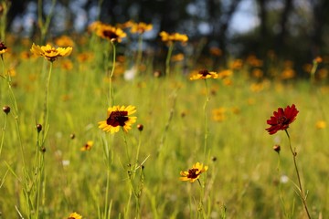 Yellow & Red Wildflowers