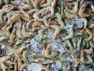 The prawn in Gulf of Thailand
