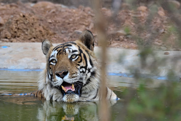 tiger in water