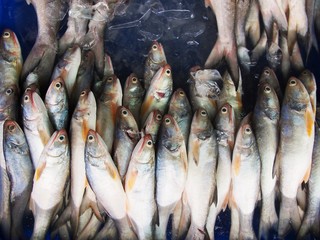Obraz premium The snapper fish in gulf of Thailand