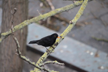 Blackbird on a barren branch in close-up