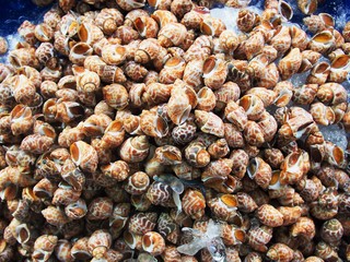 The Spotted Babylon in gulf of Thailand