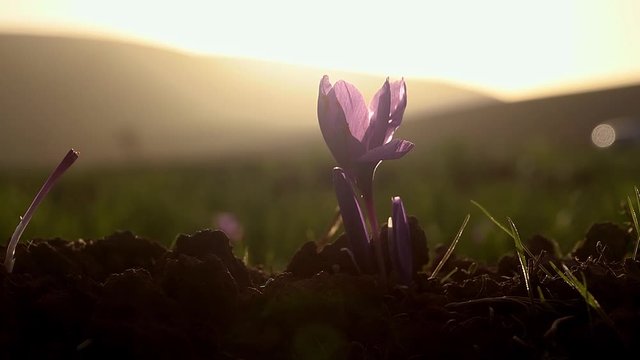 The saffron harvest in Morocco