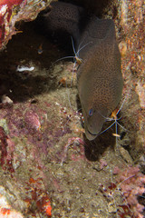 Green Moray, cleaner shrimp