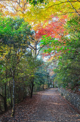 Naklejka premium 京都宇治市の大吉山登山道 東海自然歩道