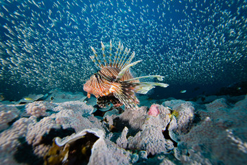 Lion Fish , coral reefs and glass fishes