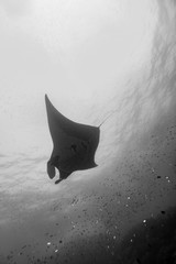 Manta Ray  Black and white