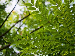 The Pink Shower tree under the sunrise