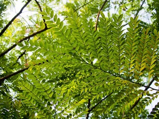Fototapeta premium The Pink Shower tree under the sunrise