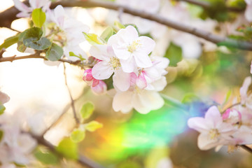 Naklejka na ściany i meble Apple flowers in bloom spring background