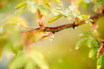 Beautiful spring summer card with nature. Fresh greens after the morning rain.Water drops on leaves.green background, blur bokeh. Art, abstrakt close up macro.