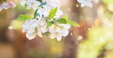 Apple flowers in bloom spring background